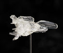 FREEing SP-113 figma Dobkeratops - R-TYPE Action Figure