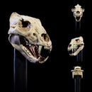 Four Horsemen Mythic Legions Undead Heads Pack - All Stars 6 Action Accessories